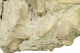 Partial Oreodont (Merycoidodon) Upper Skull - South Dakota #342182-2